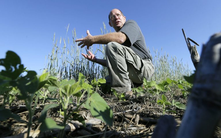 Ray Gaesser talks about cover crops in a bean field on his farm, Wednesday, June 11, 2014, near Corning, Iowa. U.S. companies relying on farmers for the raw materials in their products must take a more active role in ensuring the crops are grown in a way that minimizes damage to water, soil, and environment, a new report released Wednesday said. Gaesser, who farms 6,000 acres of corn and soybeans, said most farmers are willing to adopt new measures if they are shown to be beneficial to the land and water and do not reduce productivity. (AP Photo/Charlie Neibergall)