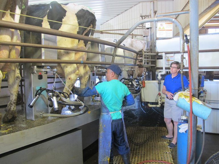 In a Aug. 5, 2014 photo, Bhutanese refugee Chandra Pradhan prepares cows to be milked at Noblehurst Farm, as farm director Sarah Noble-Moag looks on. Pradhan is among the first participants in a pilot program aimed at training resettled refugees to  work on New York's dairy farms instead of the more usual placements in factories and hotels. (AP Photo/Carolyn Thompson)
