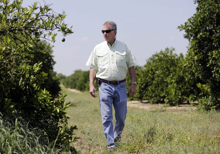 In this Wednesday, July 30, 2014 photo, Ellis Hunt Jr., 61, walks past an orange tree, left, which is affected by a disease called 