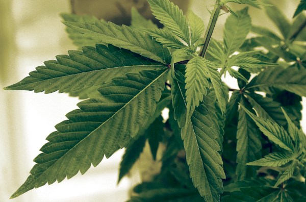 Louisiana legislative task force tackles employment issues related to medical marijuana