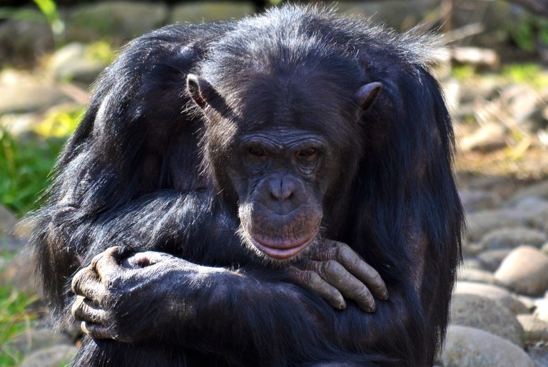 A petition seeks to have chimpanzee considered a 
