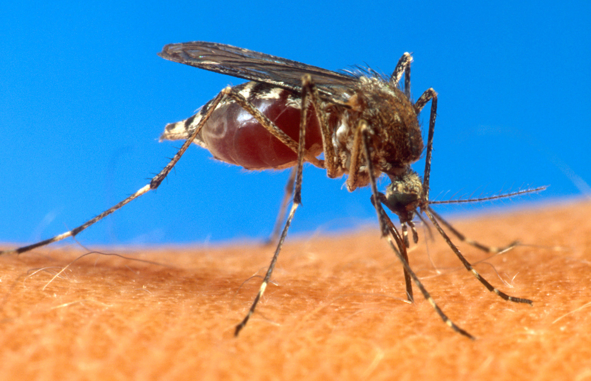 Malaria buzz: What increase in US mosquitoes means for health risks