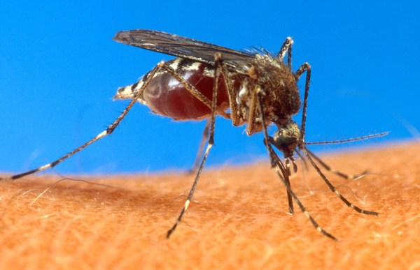 Malaria buzz: What increase in US mosquitoes means for health risks