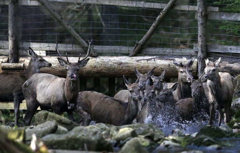 In this picture taken near the town of Harrachov, Czech Republic, on Tuesday, April 8, 2014 deer cross a creek in a winter enclosure. The Iron Curtain was traced by a real electrified barbed-wire fence that isolated the communist world from the West.  It was an impenetrable Cold War barrier _ and for some inhabitants of the Czech Republic it still is.  Deer still balk at crossing the border with Germany even though the physical fence came down a quarter century ago, with the painful Cold War past apparently still governing their behavior, new studies show.  (AP Photo/Petr David Josek)