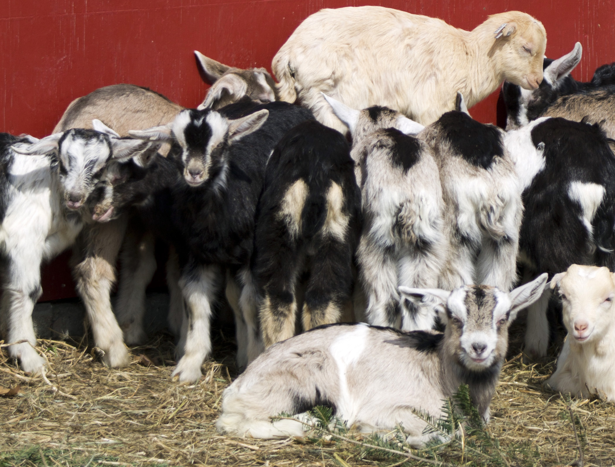 New Americans turn to goats to address food demand