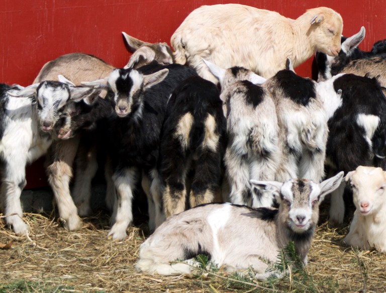 This photo taken Thursday April 10, 2014 shows young goats at the Vermont Goat Collaborative in Colchester, Vt. The project brings together refugee and immigrants seeking goat meat with dairy farmers who otherwise would discard young male goats. (AP Photo/Holly Ramer)