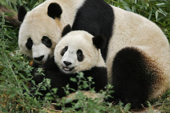 Panda update: Mom, baby doing well