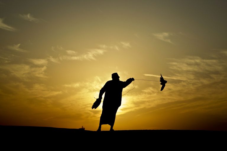   In this Thursday, Nov. 15, 2012 photo, an Emirati falconer calls a falcon's name and swings a pigeon to attract a falcon during a training session on the outskirts of Dubai, United Arab Emirates. While the methods to develop top-quality hunting falcons date back to antiquity, its transition into a modern Middle Eastern passion has brought in microchip tagging and price tags that can run well over $10,000 for a prime bird.(AP Photo/Kamran Jebreili)  