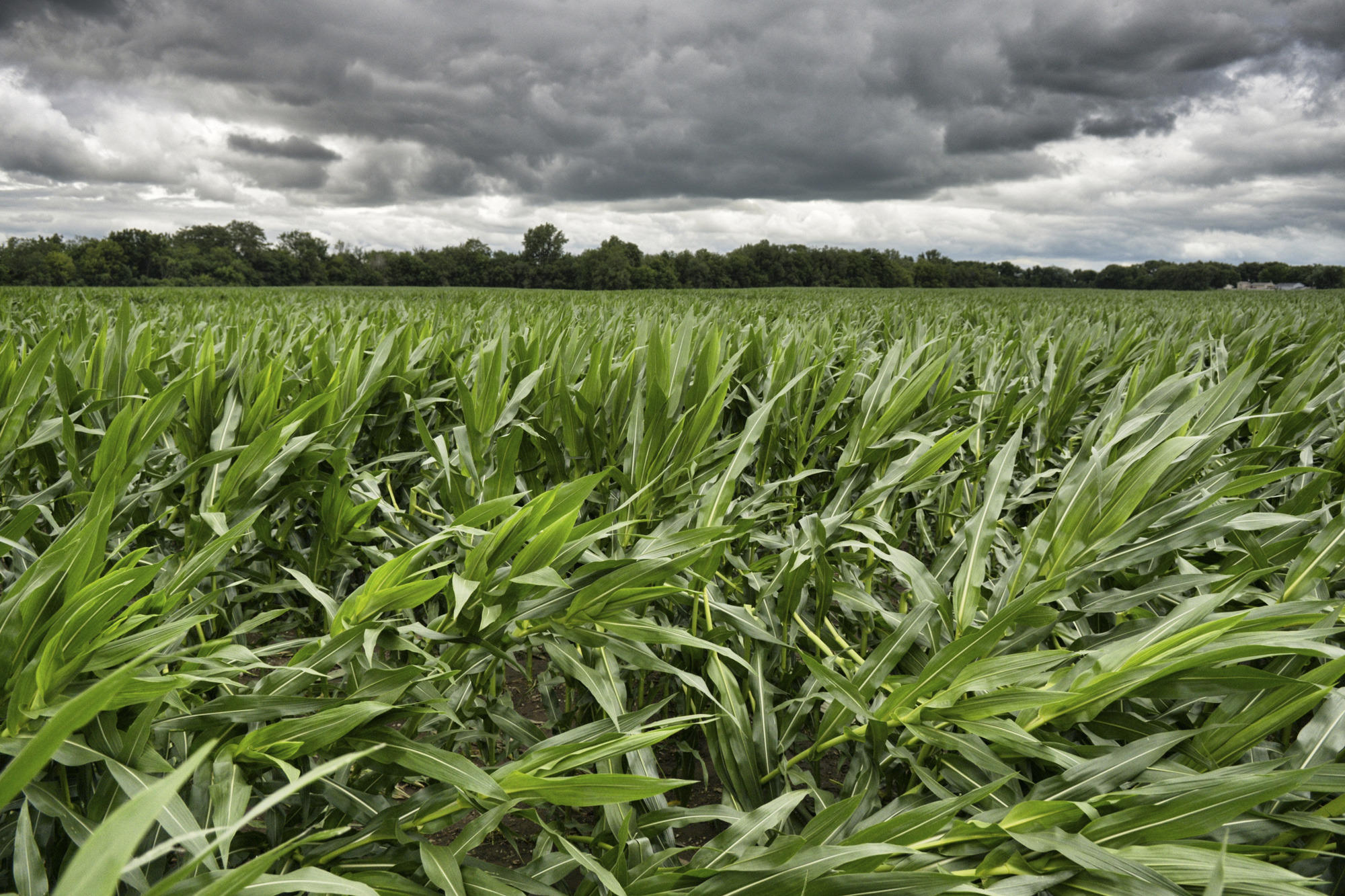 Storms knock down some corn crops