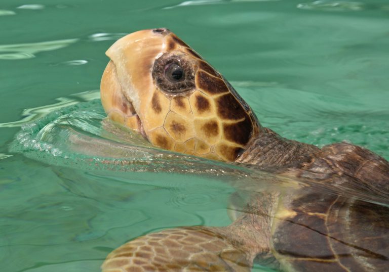 In this Tuesday, Sept. 23, 2014 photo provided by the Florida Keys News Bureau, 
