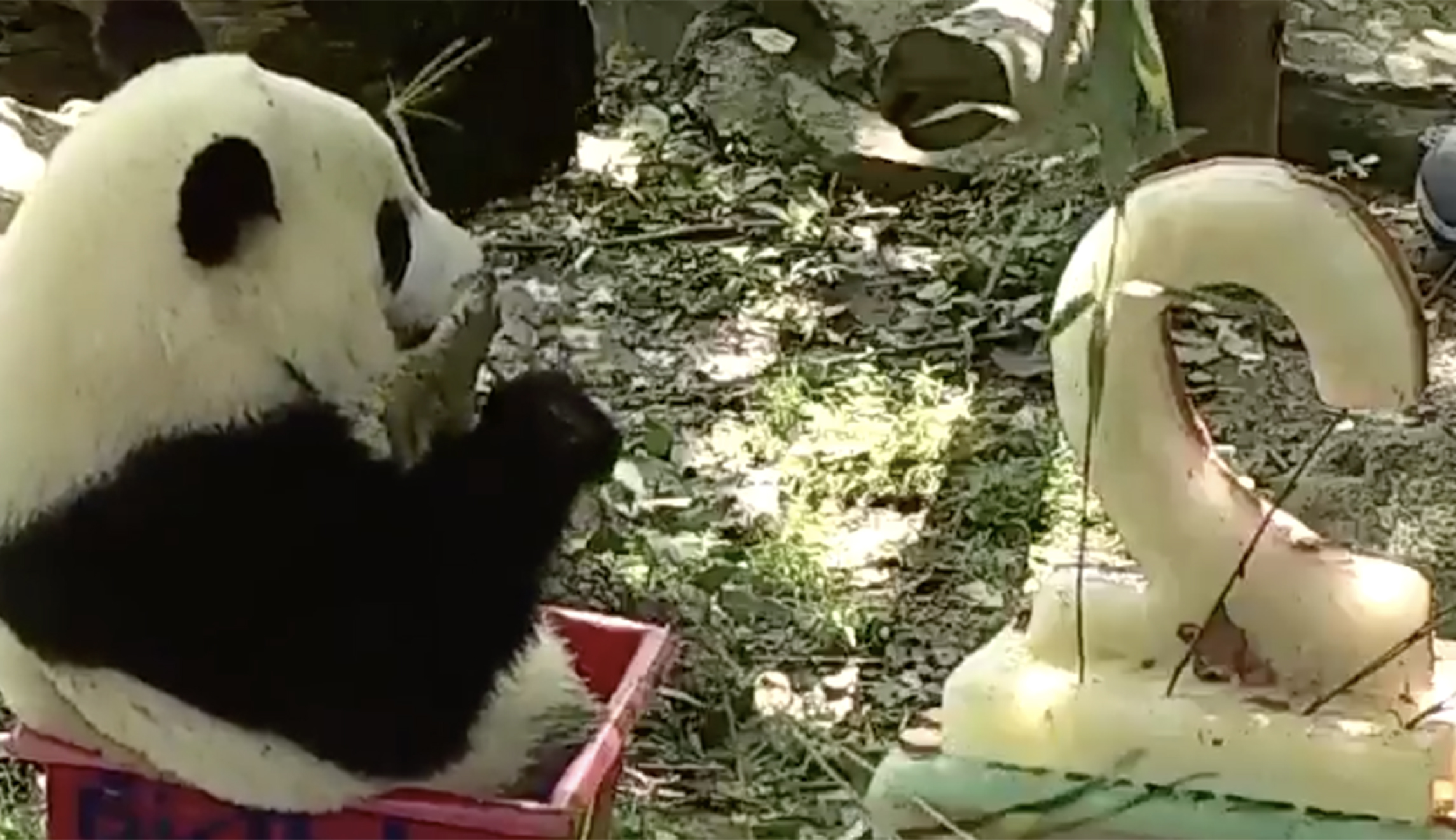 Bei Bei, the National Zoo’s giant panda cub, celebrates second birthday