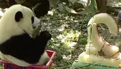 Bei Bei, the National Zoo’s giant panda cub, celebrates second birthday