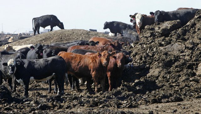 Obama USDA: Use cow manure for green energy