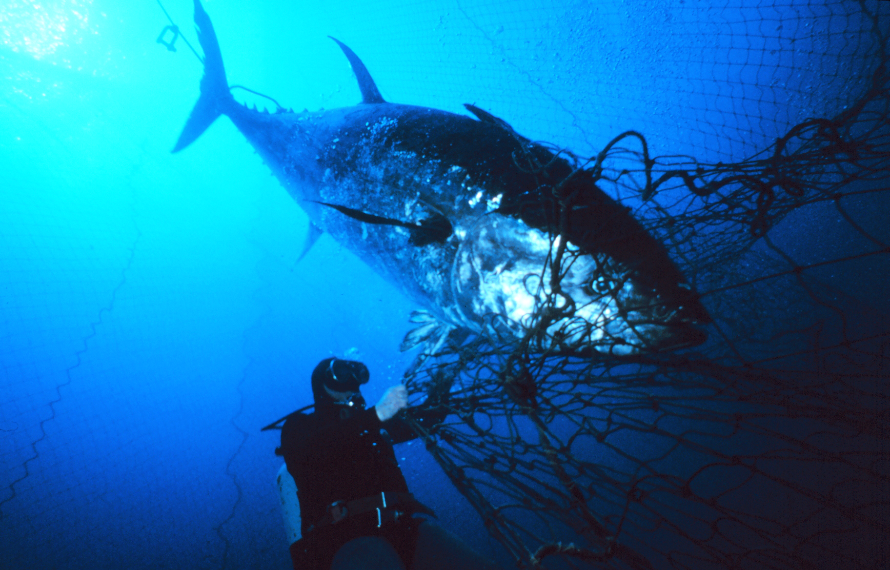 Sorry, Charlie: Trump rejects bid to list tuna as endangered