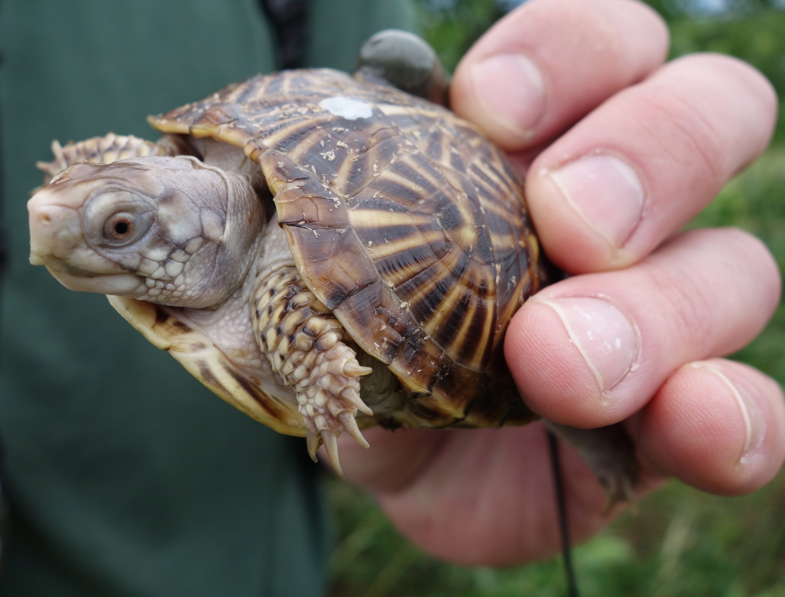 Zoo-hatched turtles released in northern Illinois