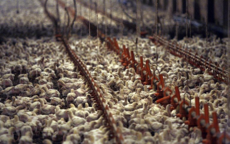 FILE - This Dec. 2, 2008, file photo shows a chicken farm just outside the city limits of Pittsburg, Texas. Citing hundreds of thousands of chickens being accidentally dropped alive into scalding tanks every year, two animal welfare groups and dozens of lawmakers are urging the Obama administration to improve humane treatment of poultry at slaughterhouses.  (AP Photo/LM Otero, File)