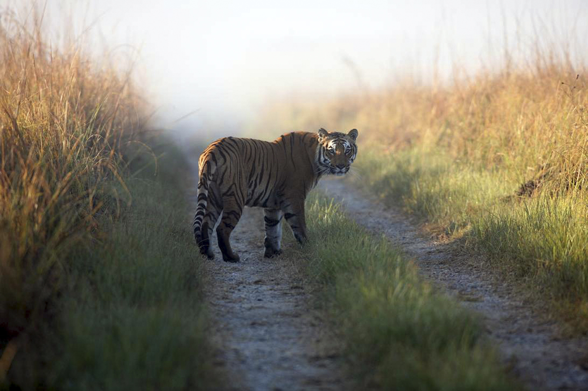 Tiger evades hunters, kills 10th person in India