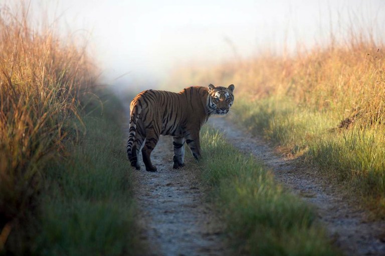 FILE - This undated file photo released by Corbett Tiger Reserve, shows a tiger at the reserve in the northern Indian state of Uttarakhand. Forest officials said another tiger who strayed from the park killed its 10th human victim in six weeks Sunday, Feb. 9, 2014. Deputy Director Saket Badola of the national park said the female tiger was outside its normal territory and prowling near villages on the border between Indian states of Uttarakhand and Uttar Pradesh. (AP Photo/Corbett Tiger Reserve, File)