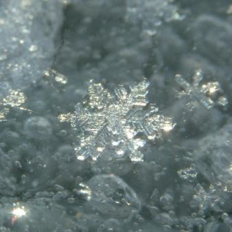 Princeton’s Snowflake Fascists Get a Scalp