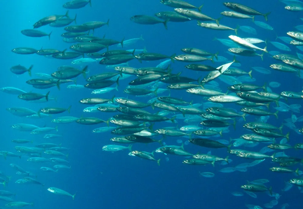 China’s illegal fishing hordes face a new challenge: Seabirds