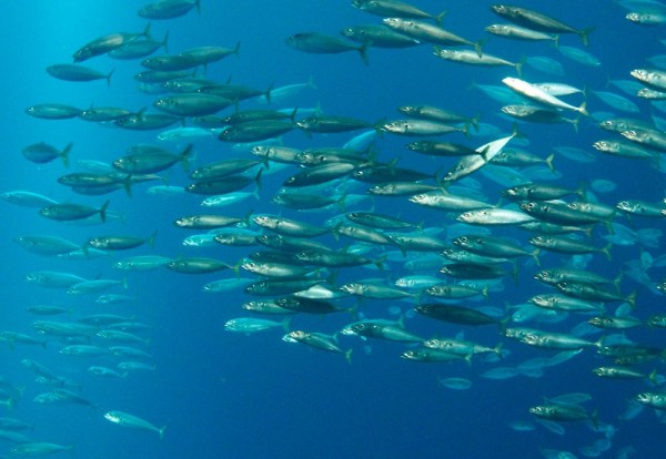 China’s illegal fishing hordes face a new challenge: Seabirds