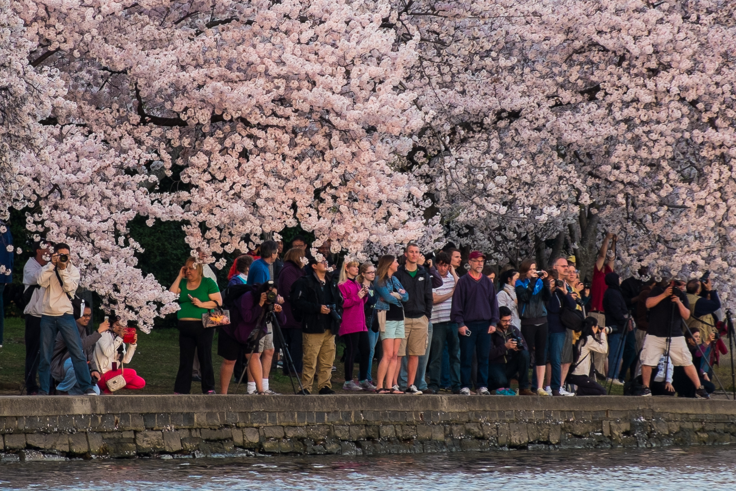 SEE IT: National Park Service announces peak bloom dates for DC’s cherry blossoms