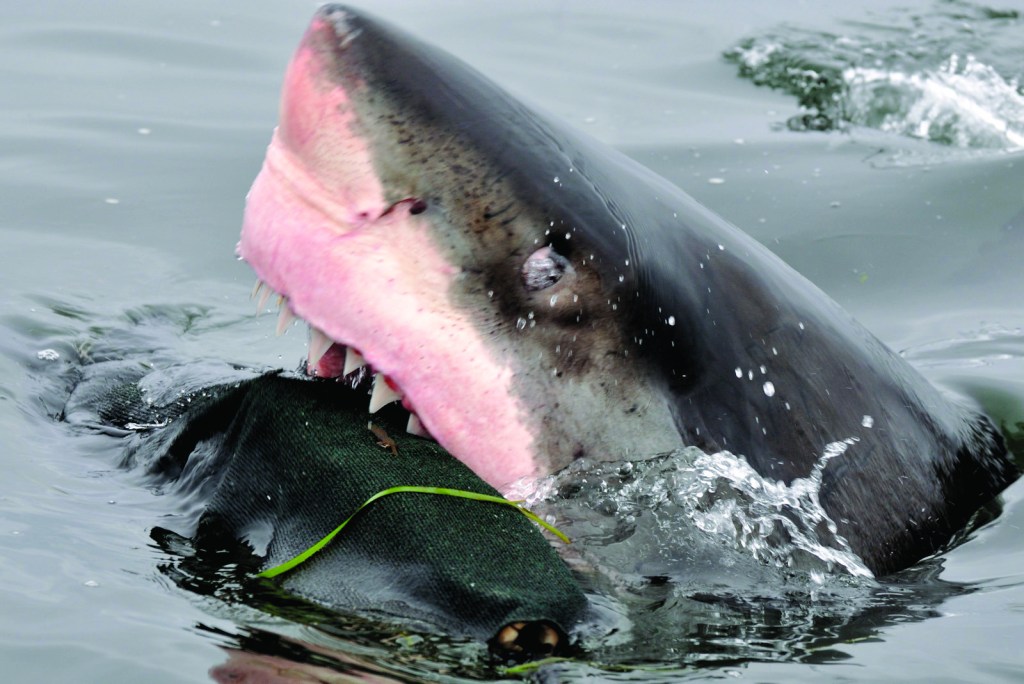 Shark Week kicks off on Discovery Channel