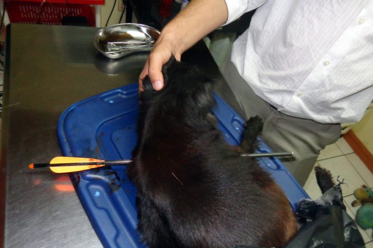 FILE - In this photo released by veterinarian Enrique Rimbaud on April 8, 2014, Renato Penalba, comforts his dog 'Cookie' while being treated, after the dog was injured with an arrow, shot by an unidentified attacker in Managua, Nicaragua, on April 4. The dog later died. (AP Photo/Enrique Rimbaud, FIle)