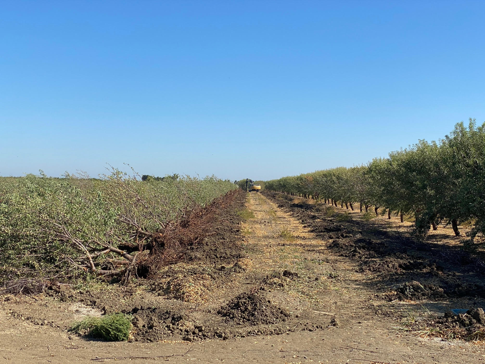 Almond trees pulled up due to drought.jpg