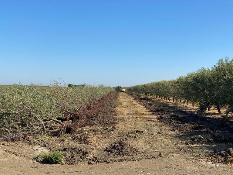 California almond trees are removed due to the drought.