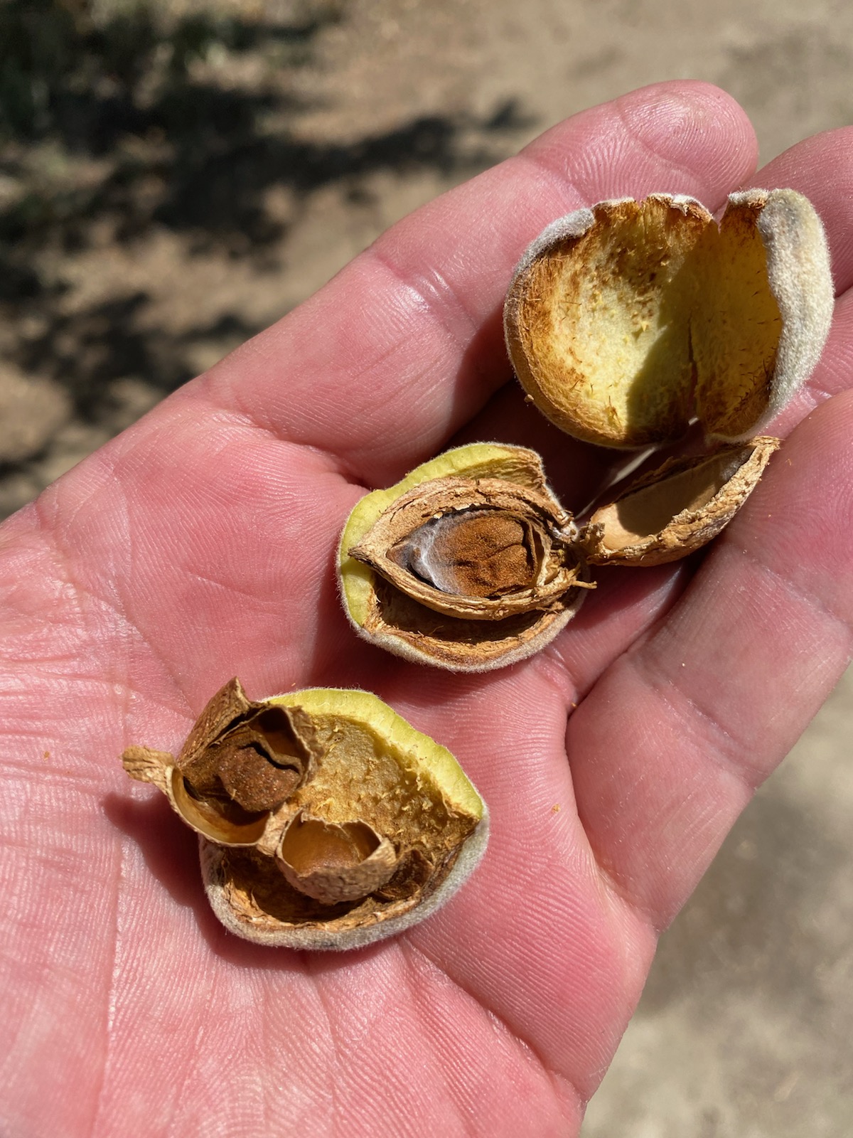 Almonds without enough water.jpg