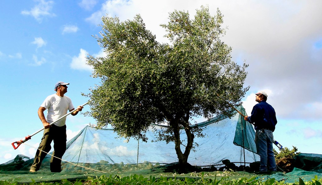 US to ‘very aggressively’ fight EU on olives