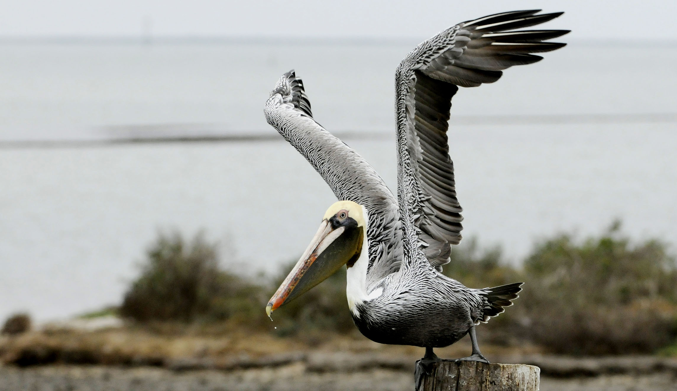 Ronald Reagan’s lasting environmental legacy
