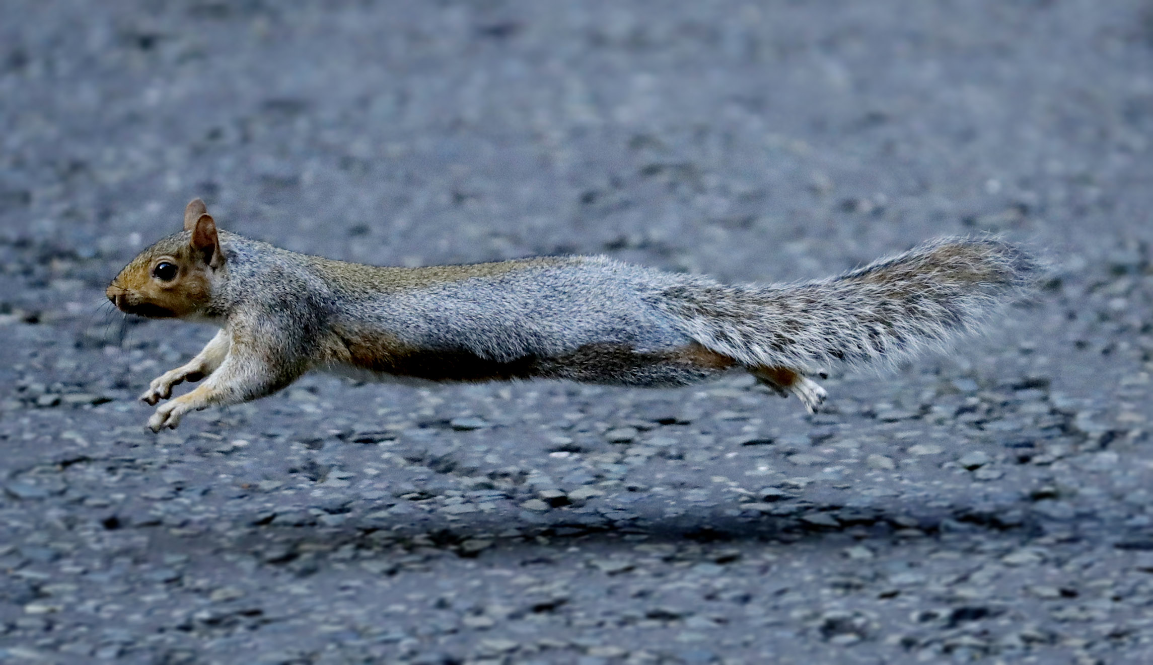 Colorado squirrel tests positive for bubonic plague after report that several of the animals died