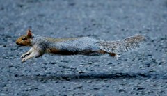 Colorado squirrel tests positive for bubonic plague after report that several of the animals died