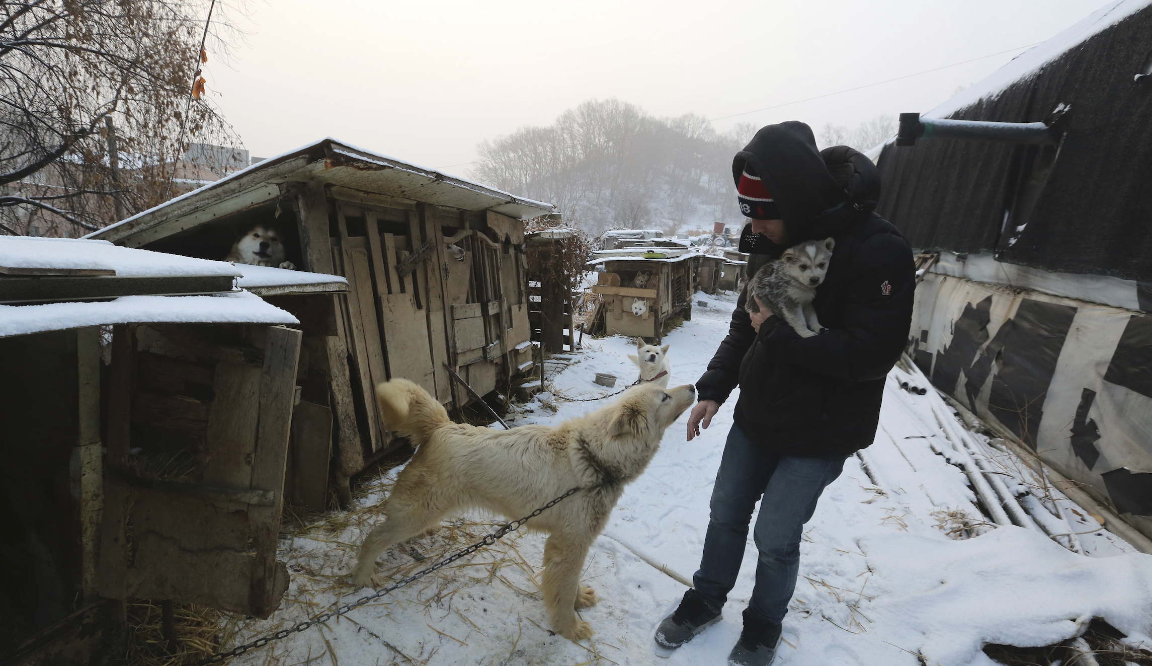 Seoul closes the doors on last remaining dog meat plant