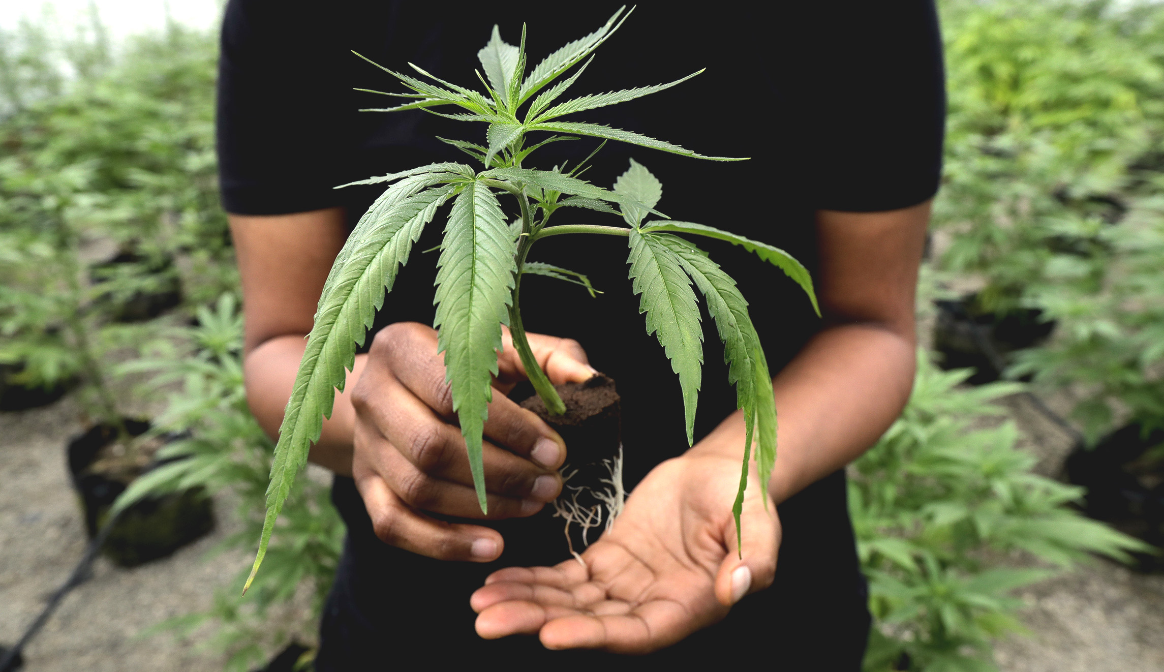 An unlikely group could get Oklahoma to greenlight medical marijuana: Evangelical Christians