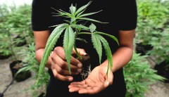 An unlikely group could get Oklahoma to greenlight medical marijuana: Evangelical Christians