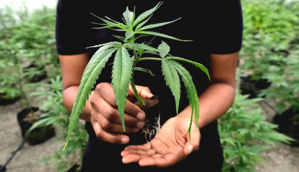 An unlikely group could get Oklahoma to greenlight medical marijuana: Evangelical Christians