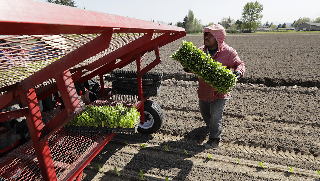 E. coli illnesses from contaminated lettuce spread to 32 states