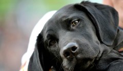 Bipartisan group of lawmakers demands answers on FDA requiring companies to test on dogs