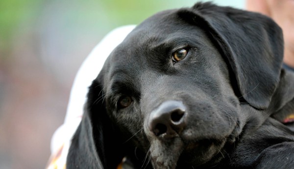 Bipartisan group of lawmakers demands answers on FDA requiring companies to test on dogs