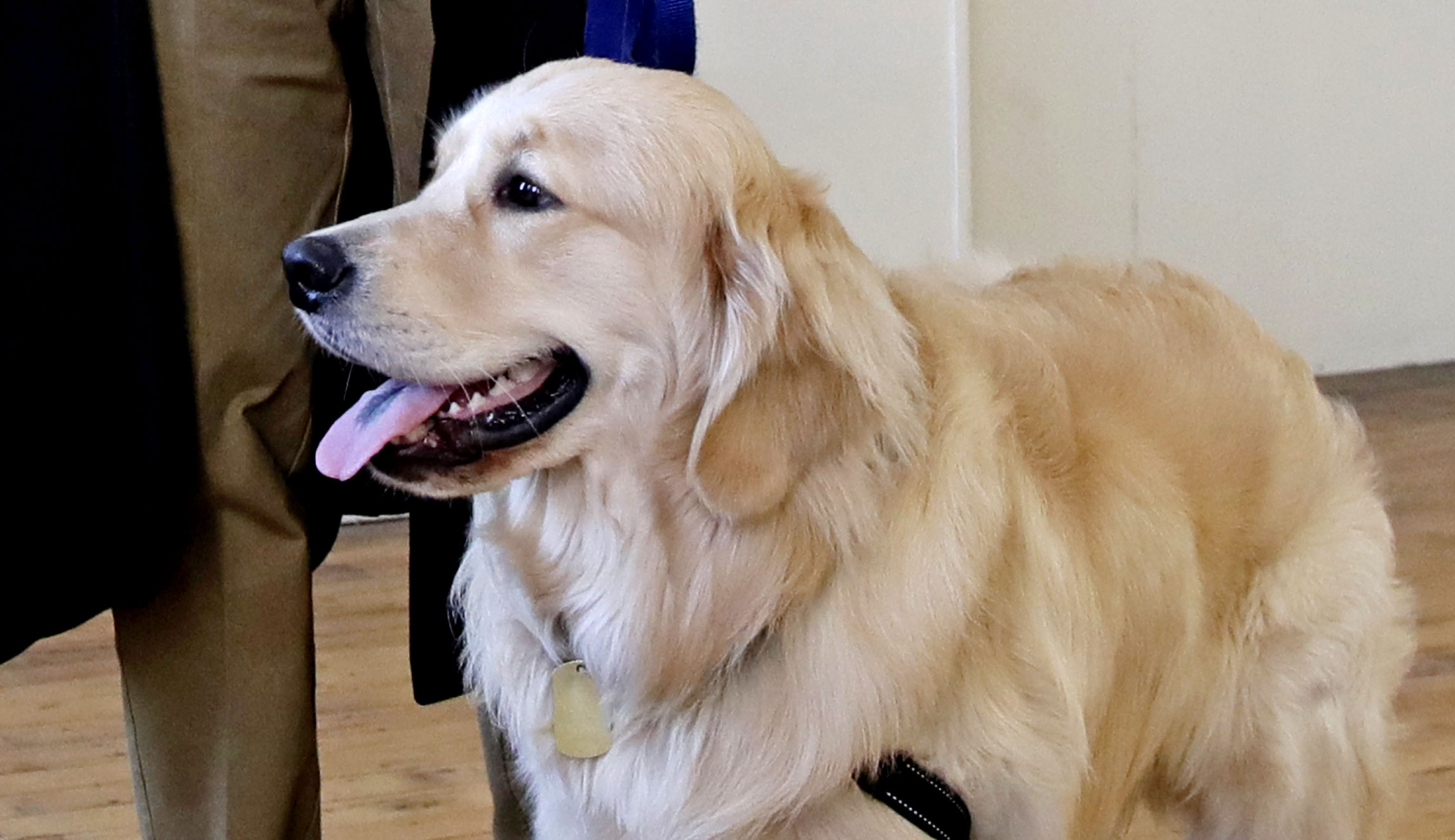 Pooch poll: Elizabeth Warren’s dog more popular than she is