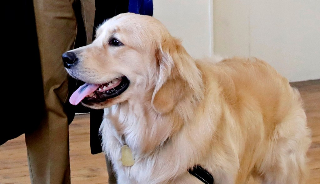 Pooch poll: Elizabeth Warren’s dog more popular than she is