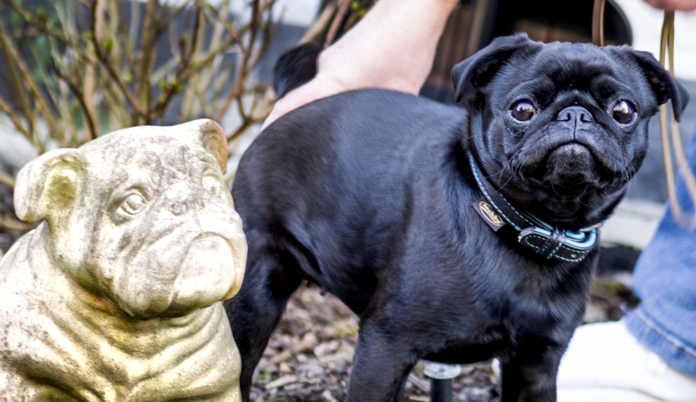 Certain dog breeds could be at higher coronavirus risk: Report