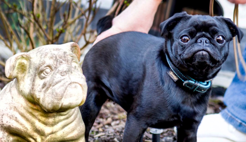Certain dog breeds could be at higher coronavirus risk: Report