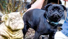 Certain dog breeds could be at higher coronavirus risk: Report