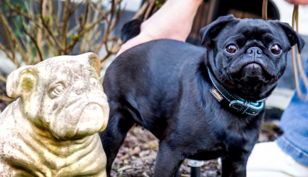 Certain dog breeds could be at higher coronavirus risk: Report