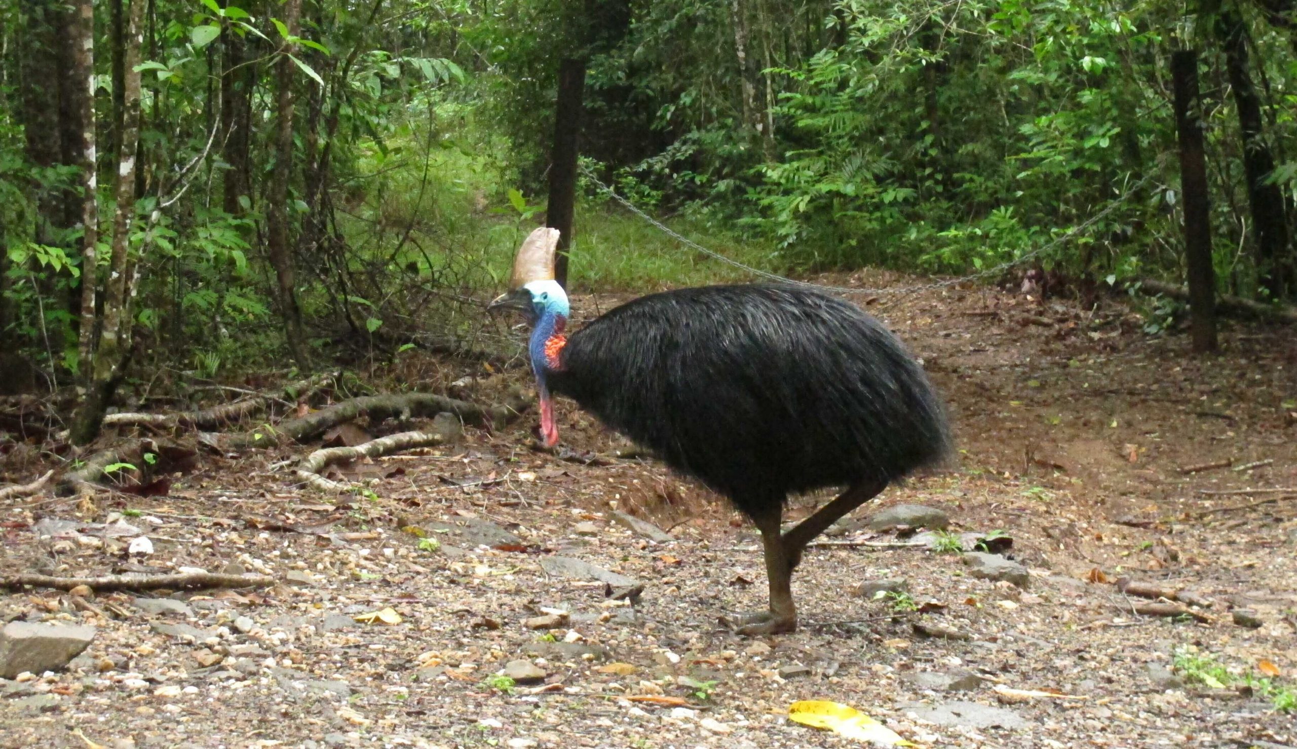 Florida man killed by his cassowary — ‘the world’s most dangerous bird’