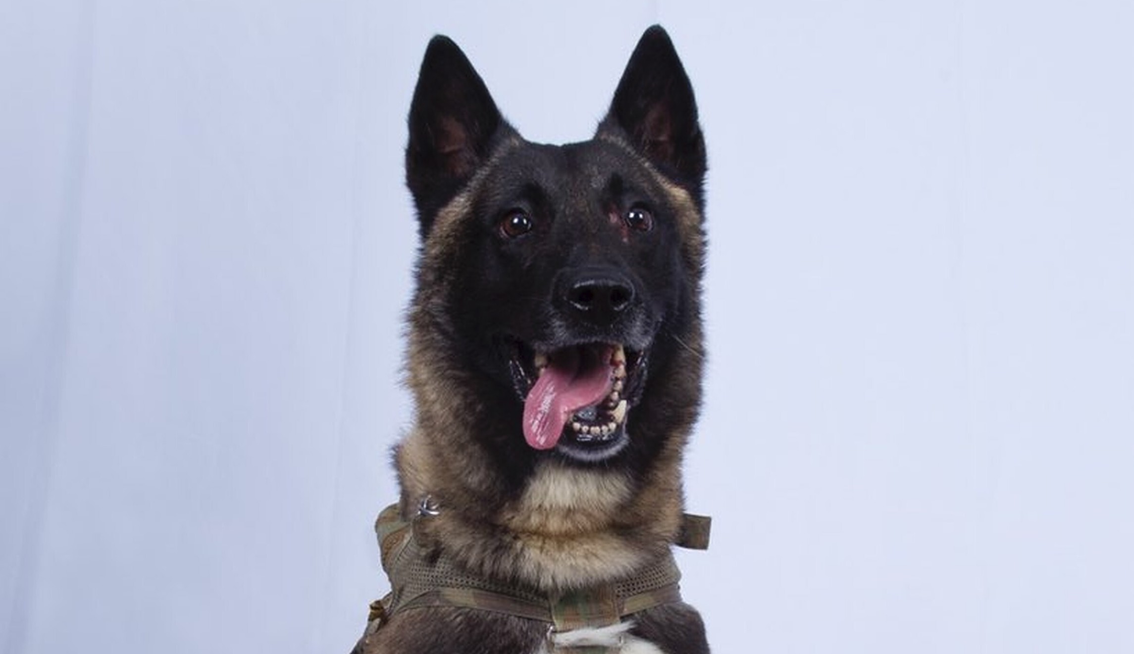 Dog from Baghdadi raid was injured by exposed wires and is veteran of 50 missions